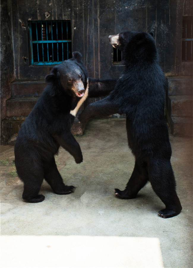 熊膽對(duì)驚癇抽搐效果好嗎？